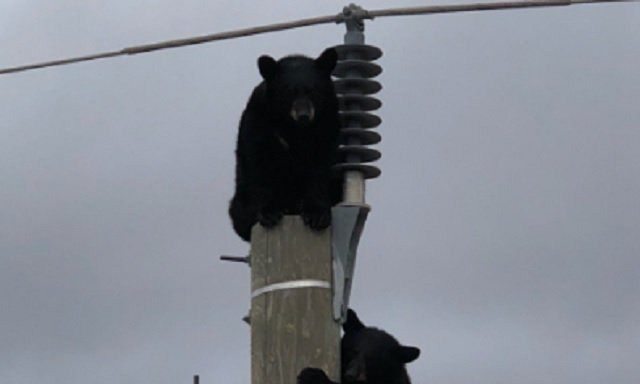 В Канаде двое медведей уснули на электроопоре. Милое видео