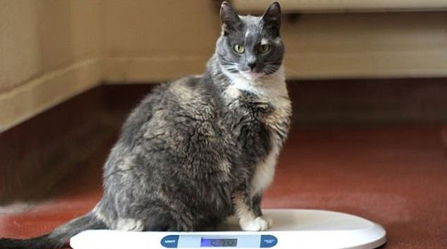 Самую толстую кошку Великобритании вернули в приют в четвертый раз