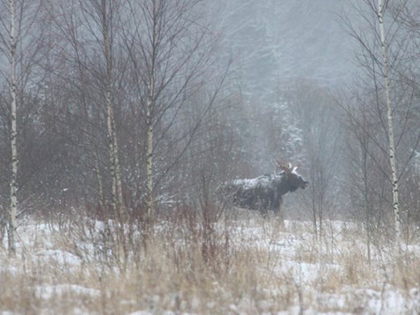 Браконьеры заплатили 7,5 тысячи рублей за незаконную охоту на лося
