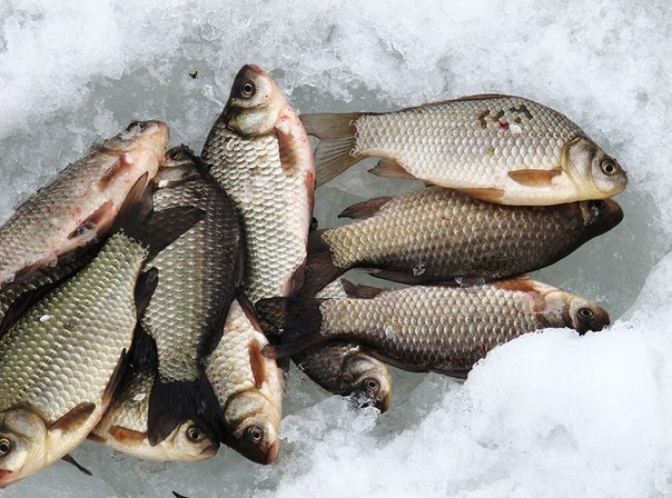 Минприроды просит сообщать о признаках заморов рыбы на водоемах