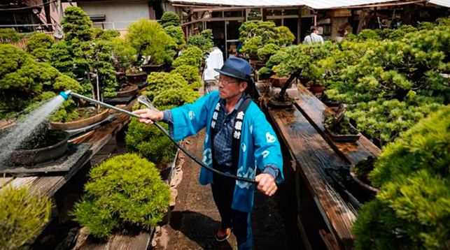 В Японии украли 400-летнее дерево, хозяева просят воров поливать его