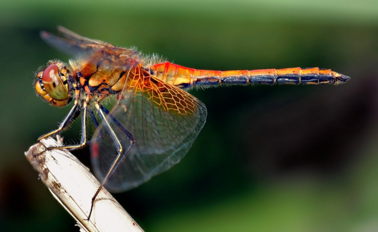 В течение ста лет Земля может полностью лишиться насекомых