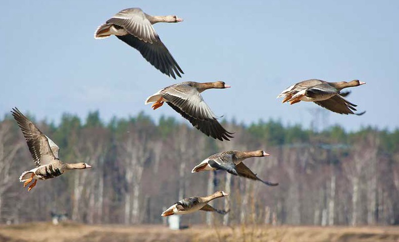 Скоро откроется весенний сезон охоты на гусей и уток