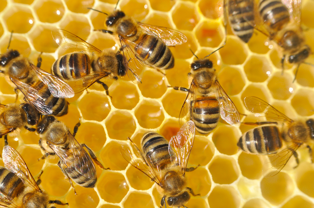 В Кричеве пройдет Второй республиканский форум пчеловодов