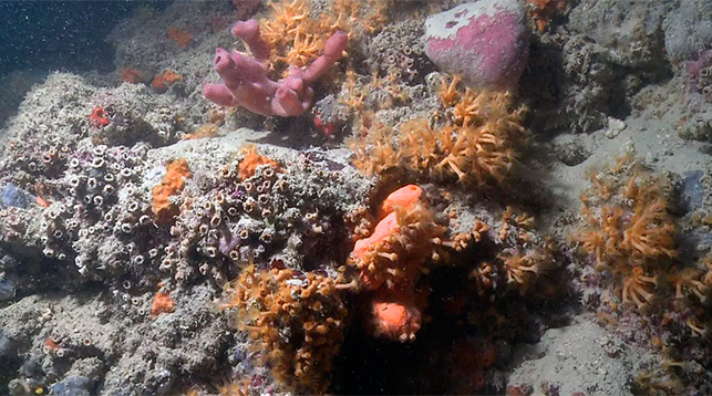 Редкий коралловый риф обнаружен у берегов Италии