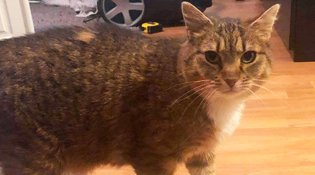 В Норвегии кошка, потерявшаяся 8 лет назад, вернулась домой