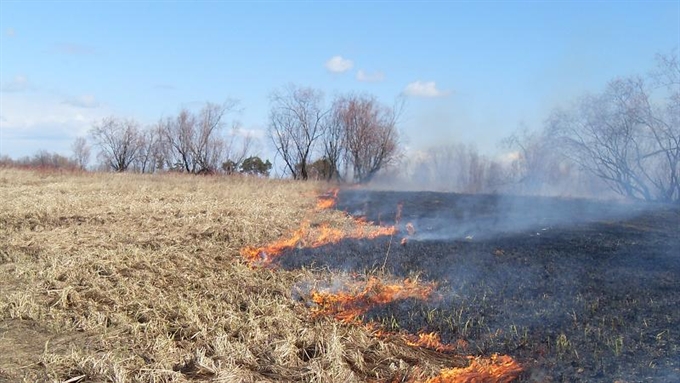 Случаи палов травы уже фиксируются в Могилевской области
