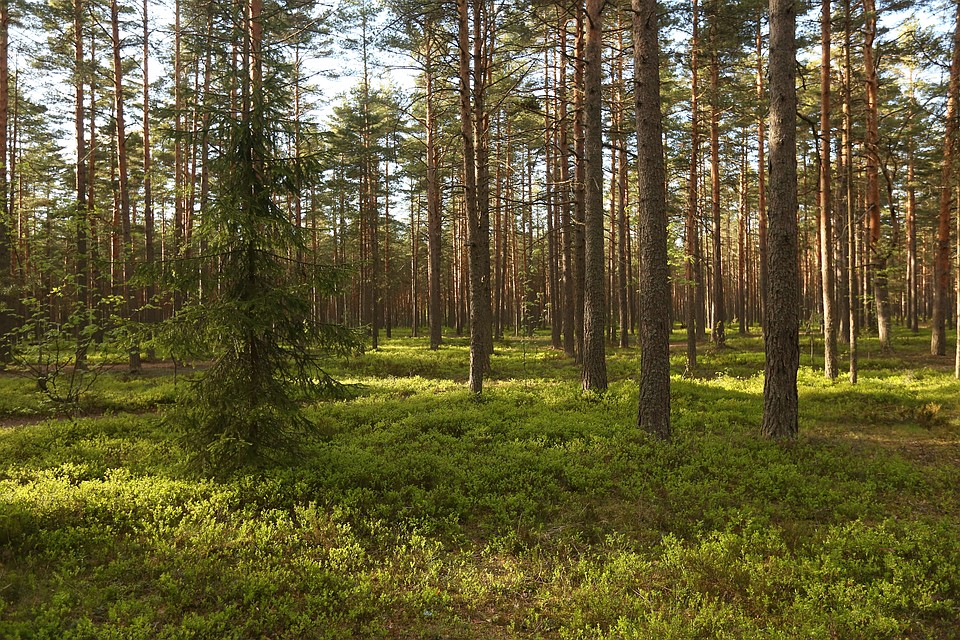 В Беларуси планируется посадить более 30 тыс. га леса в 2019 году