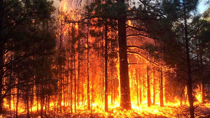 Более 25 лесных пожаров ликвидировали в Беларуси за сутки