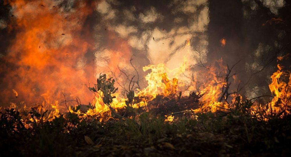 Три пожара леса ликвидировали в Бобруйском, Кличевском и Хотимском районах
