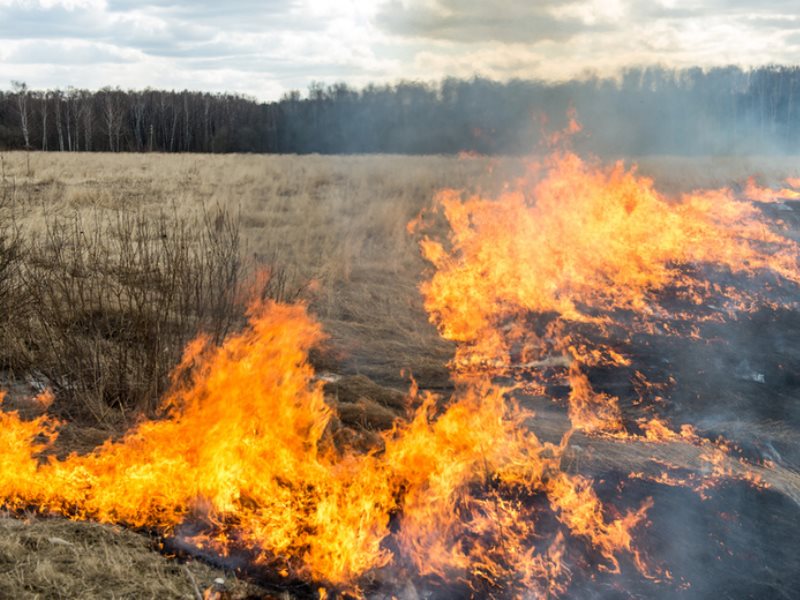 В Речицком районе в сгоревшей траве обнаружен погибший мужчина