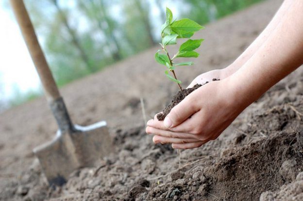 Работники КГК Могилевской области высадили более 4 тыс. деревьев.