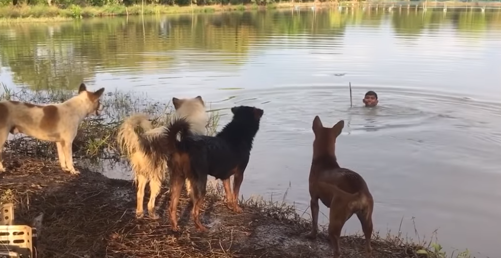 Хозяин разыграл своих собак — бесподобное видео