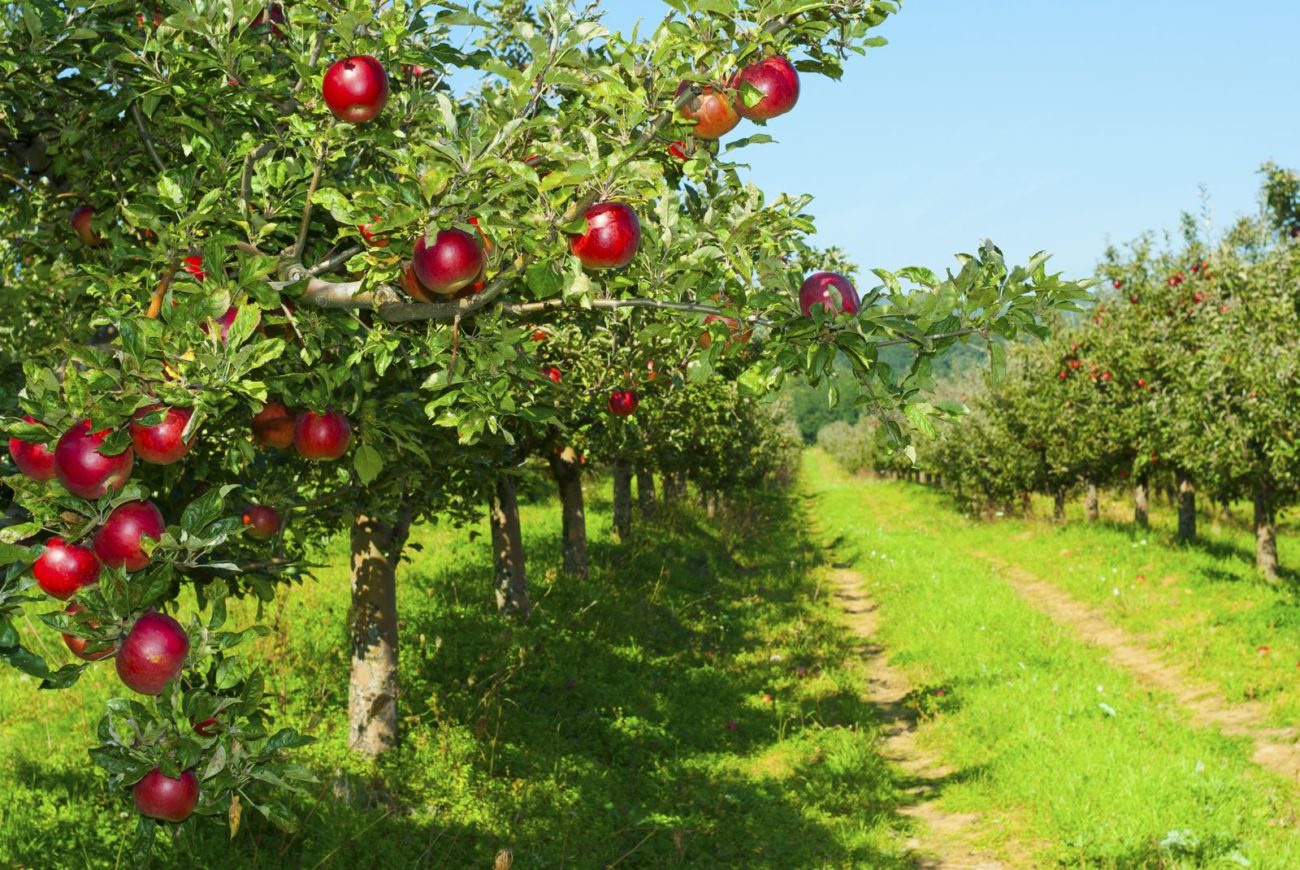 «Цветы Великой Победы»: белорусам предлагают высадить яблоневые аллеи