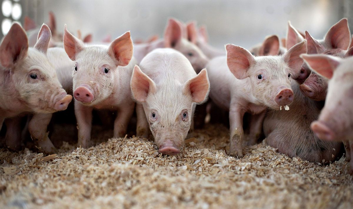 Как уберечь свиней от чумы. Об этом узнали у главного ветеринарного врача города Андрея Сычугова