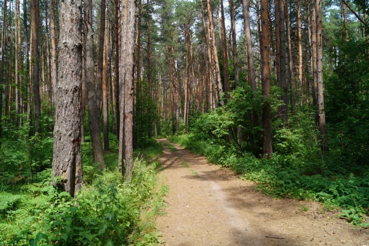 Запрет на посещение лесов снят в 14 районах Беларуси