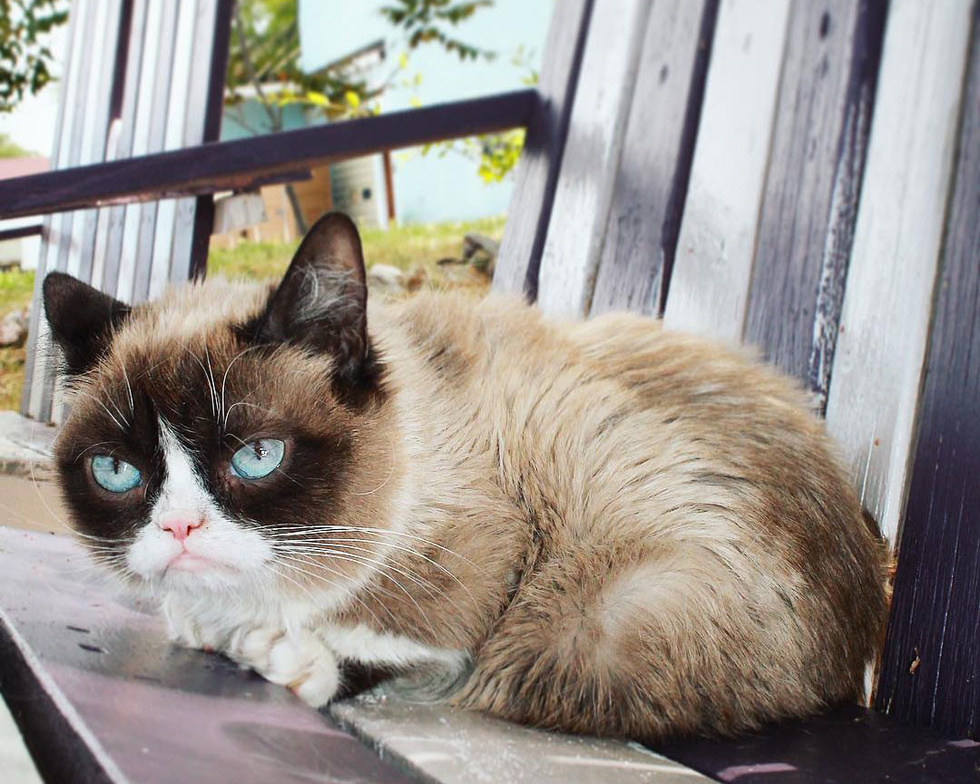 Самая угрюмая кошка в мире, ставшая мемом, скончалась в возрасте 7 лет