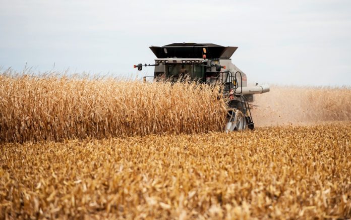 Могилевской области поставлена задача намолотить 1,15 млн. тонн зерна
