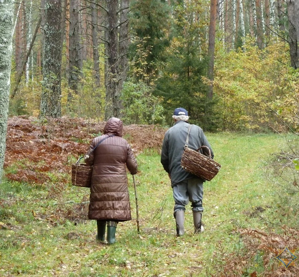 Пенсионеры из Бобруйска и Светлогорска заблудились в лесу