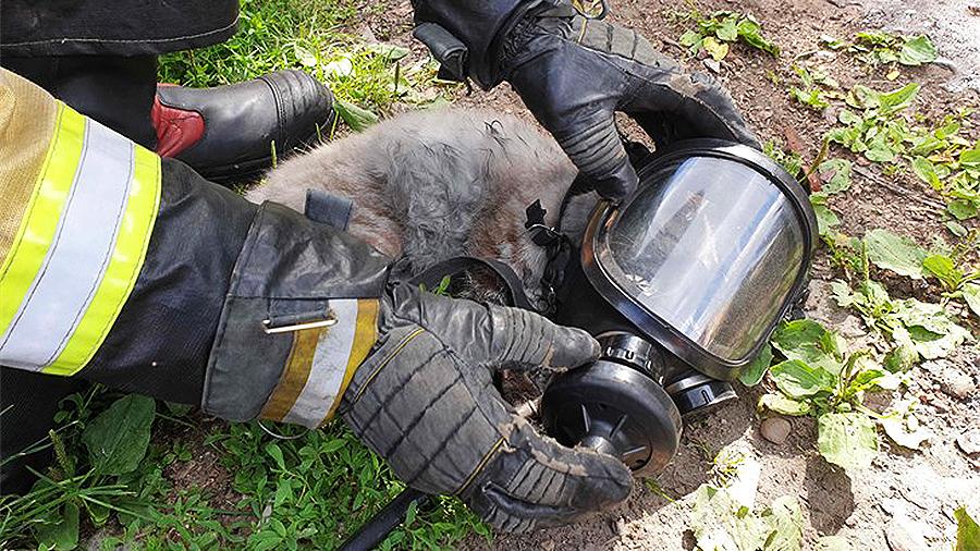 Российские спасатели реанимировали вынесенного из огня кота (трогательное видео)