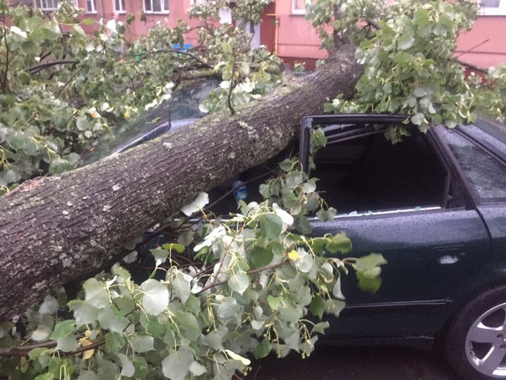 Буря свалила в Гомельской области 318 деревьев