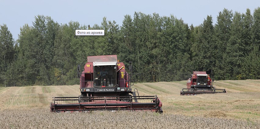 Белорусские аграрии намолотили почти 6,5 млн тонн зерна