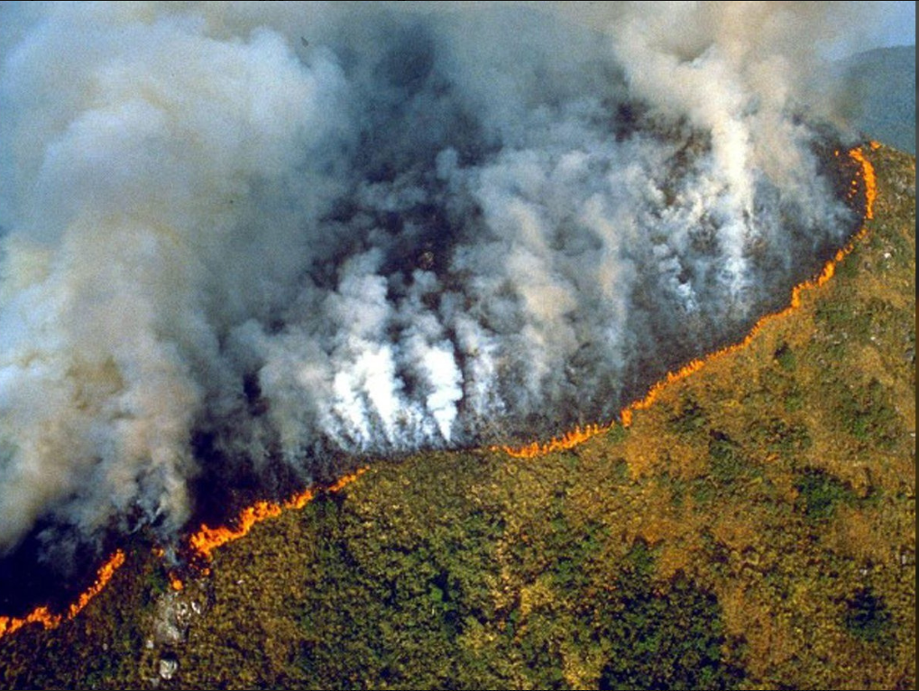 Леса Амазонии, выделяющие 20% кислорода Земли, горят так, что видно из космоса