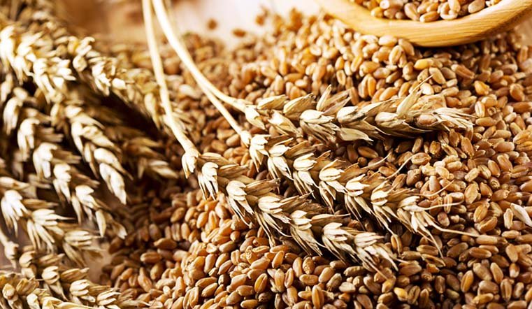 Более 6,2 млн тонн зерна намолочено в Беларуси