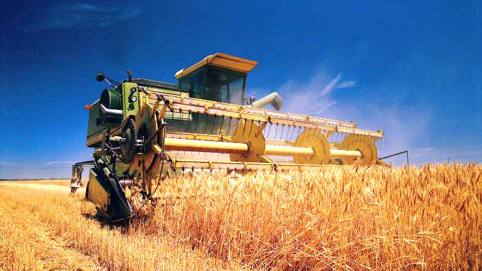 В Беларуси осталось убрать 6,3% площадей зерновых