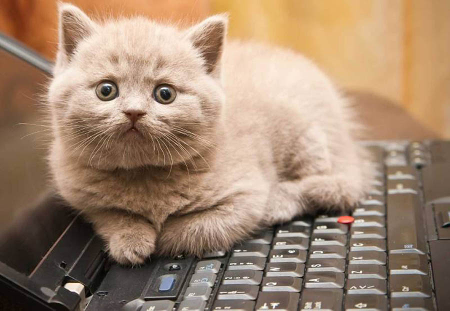 Американцы придумали специальную клавиатуру для кошек