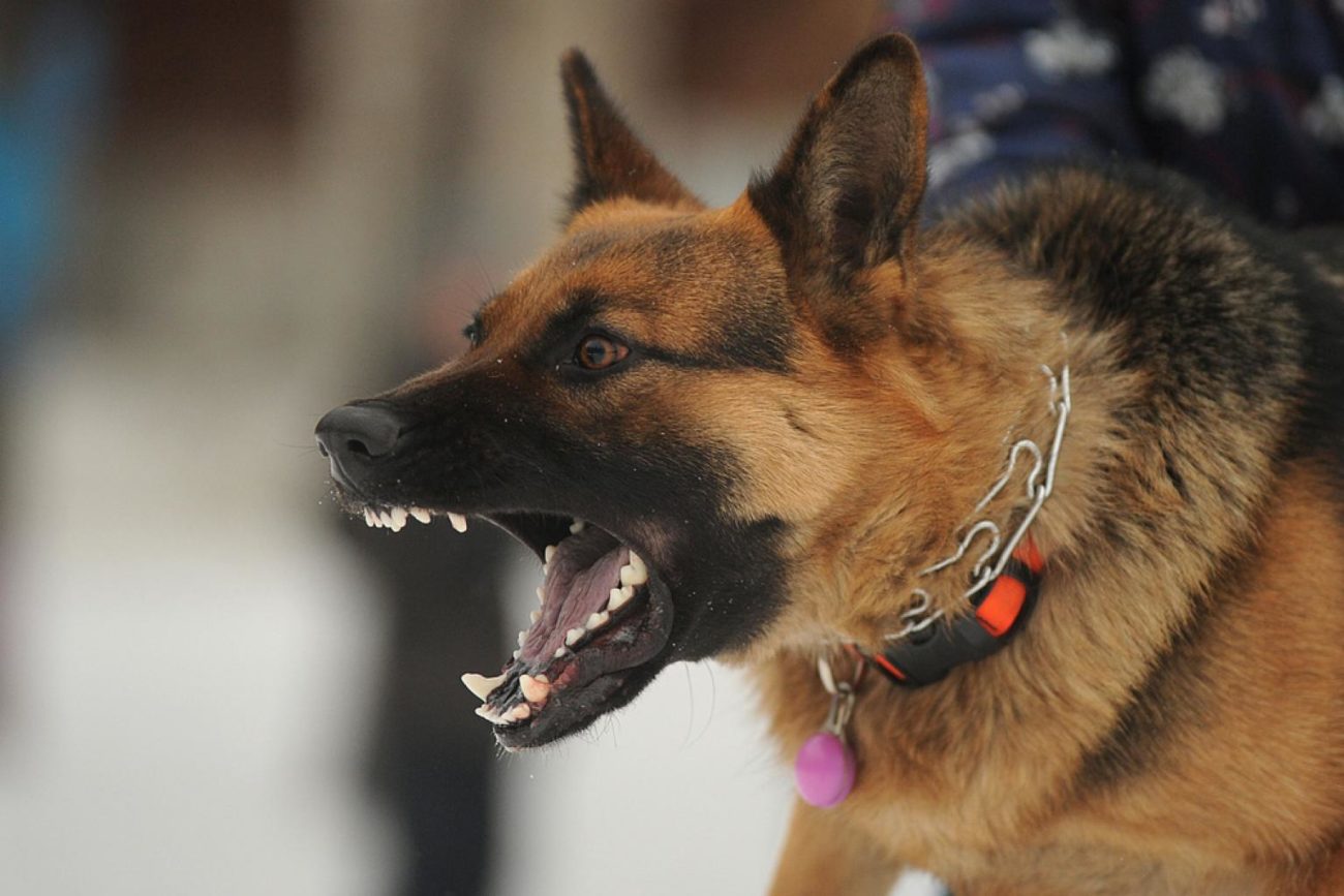 Случаи обращения за медпомощью после нападения собак участились в Бобруйске