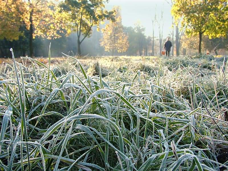 Завтра в Беларуси ожидаются ночные заморозки