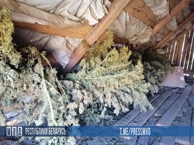 12 мешков марихуаны нашли у бобруйчанина на даче