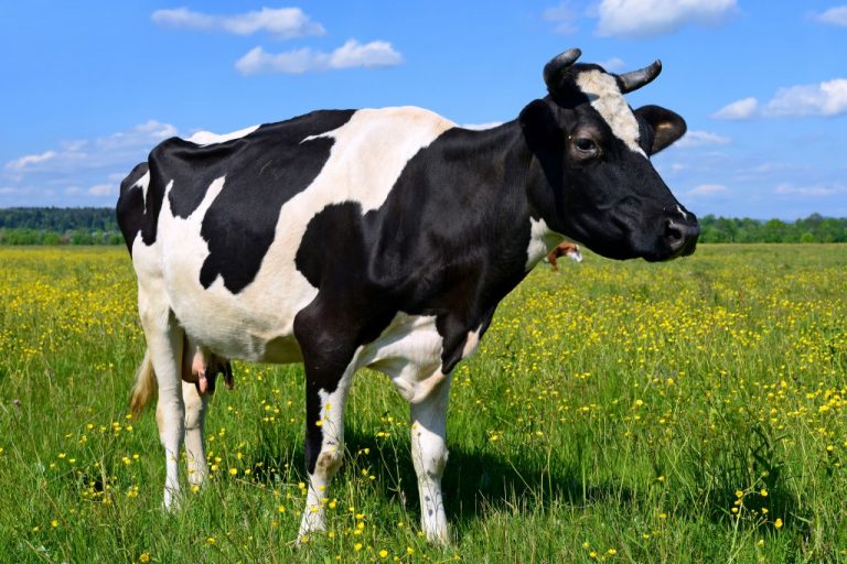 Первая клонированная корова умерла в Японии