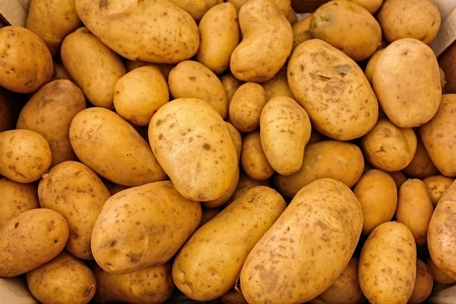 В Беларуси собрали почти 70 процентов урожая картофеля