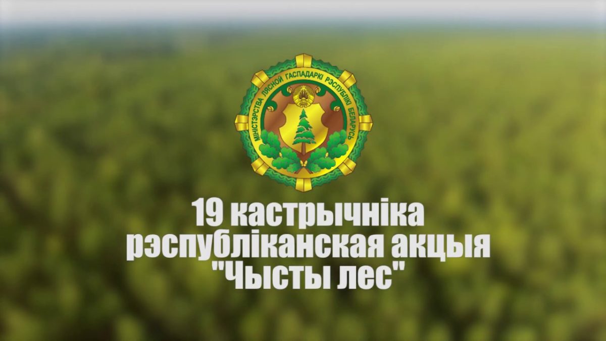 Акцию «Чистый лес» поддержали более 40 тыс. человек