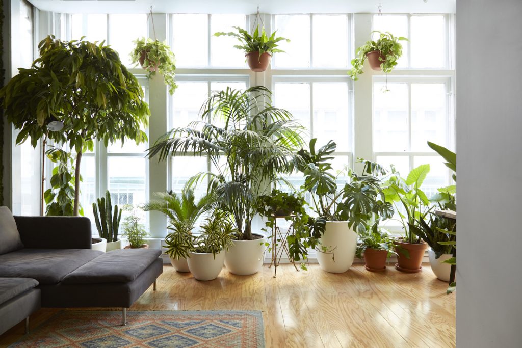 Растения в доме не очищают воздух