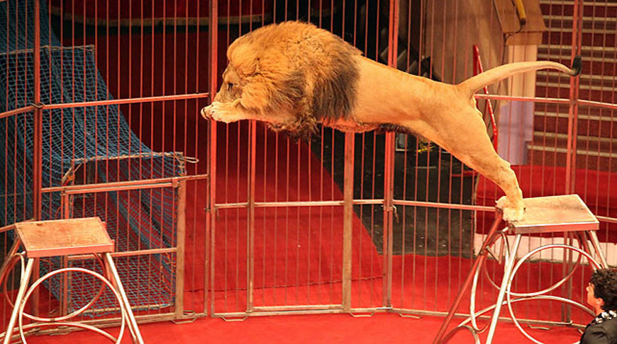 Словакия запретила использование животных в цирке