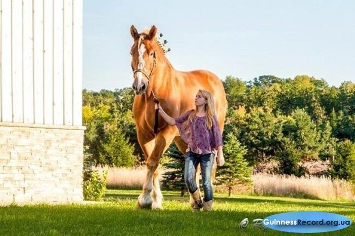 Посмотрите на самого большого коня в мире
