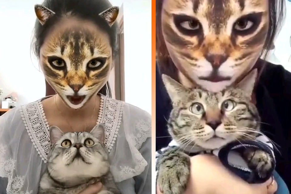Коты в ужасе от нового флешмоба в TikTok