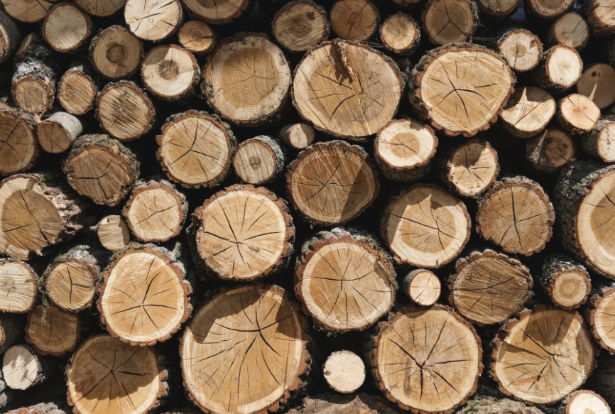 Срубать деревья или нет? В Бобруйске 3 января состоятся общественные обсуждения