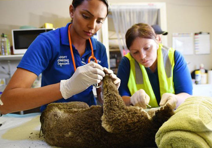В Австралии создали госпиталь для животных