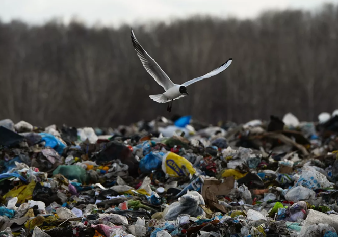 Более 3 тыс. мусорных полигонов ликвидировали в Беларуси за 9 лет