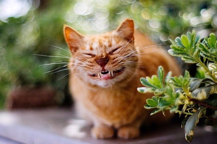 Немного радости: фото улыбающихся котиков