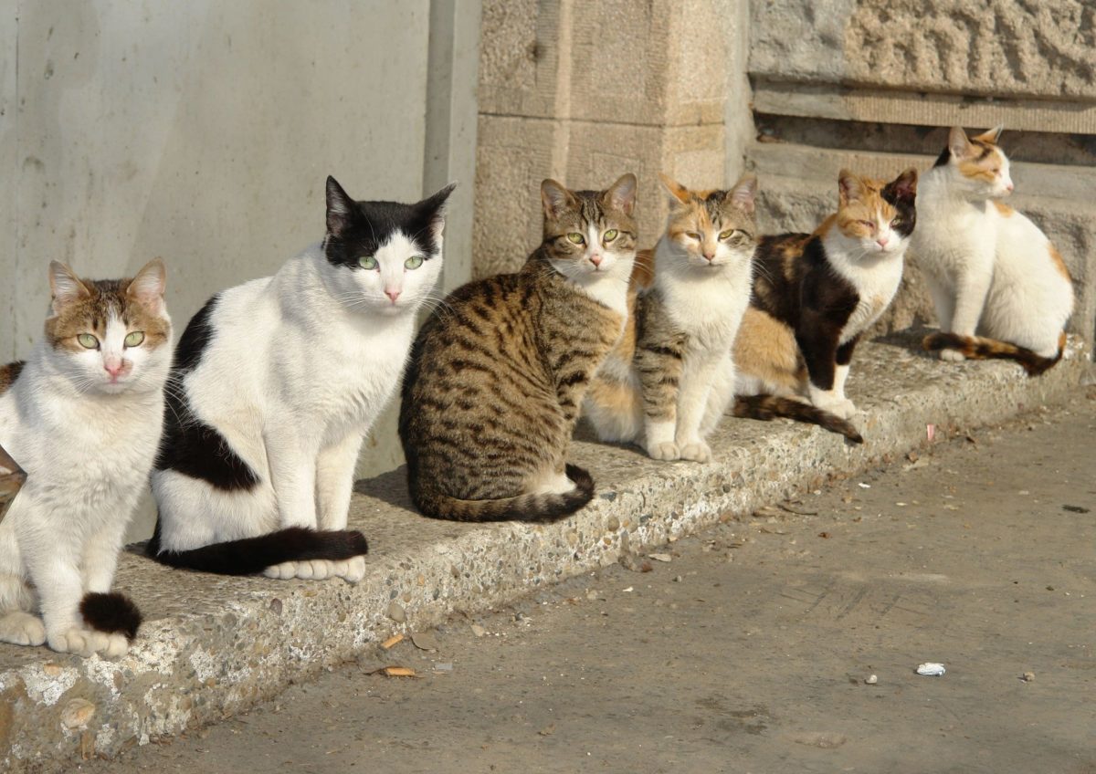 В Беларуси обсуждают введение массовой стерилизации бродячих котов