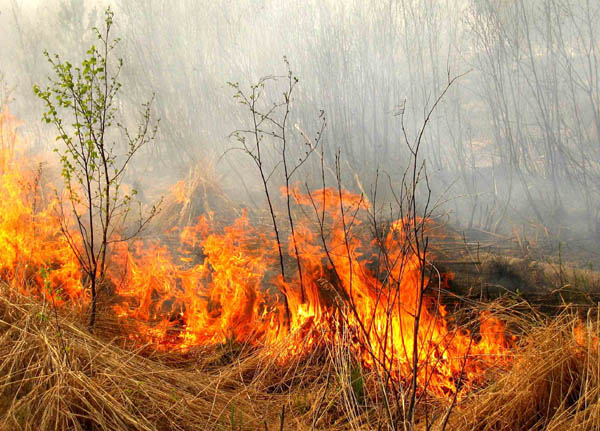 В Беларуси начался пожароопасный период – за последние сутки зарегистрировано более 100 природных пожаров