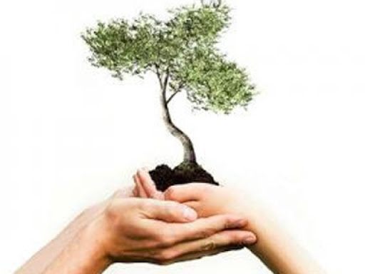 Каждый может посадить свое дерево!