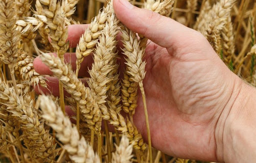 Сорта зерновых отечественной селекции занимают 75% посевных площадей