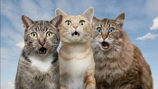 10 забавных фотографий котов, которые искали приключения и нашли их