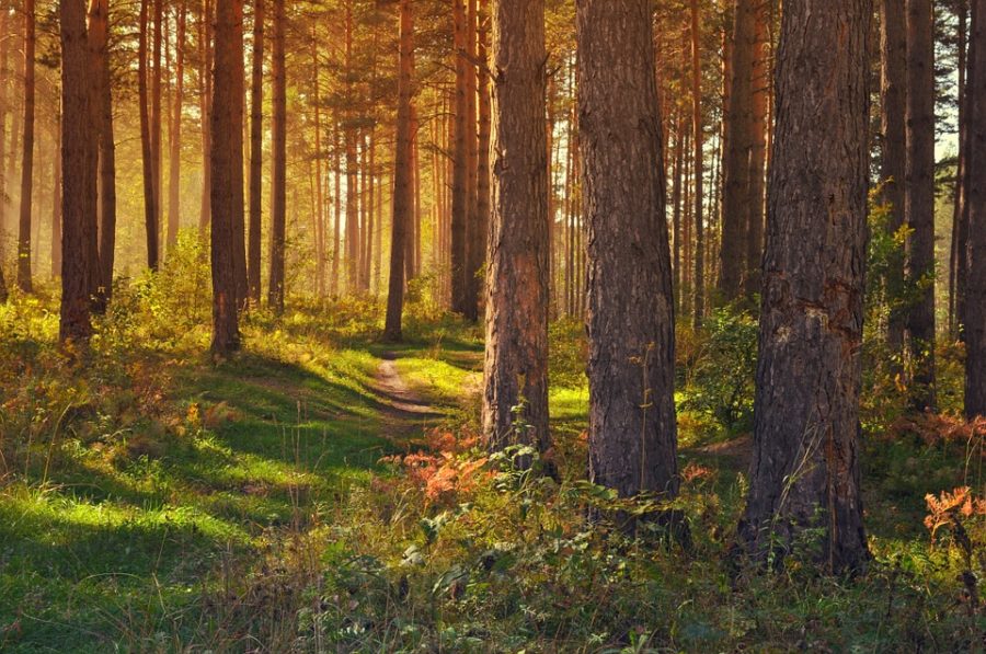 Запрет на посещение лесов действует в 74 районах Беларуси